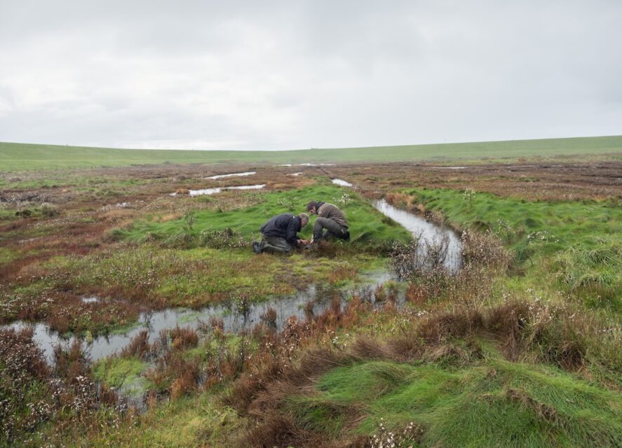 Collecting droppings of northern vole. Through eDNA research, the development of the population can be determined. Zierikzee (NL), 2021 