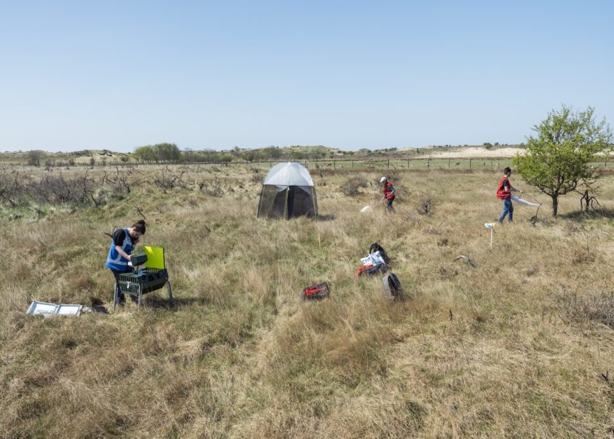 Researching the influence of fallow deer on vegetation. The Diopsis camera maps winged insects using image recognition. Waterleidingduinen (NL), 2022