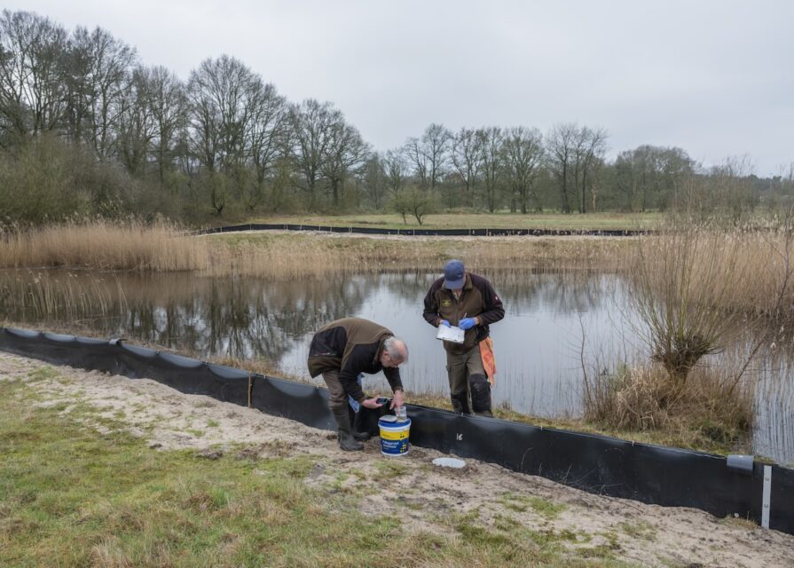 Volunteers Ron and Sven Felix map the garlic toad population by weighing, measuring and photographing them. Kaaistoep, Tilburg (NL), 2023