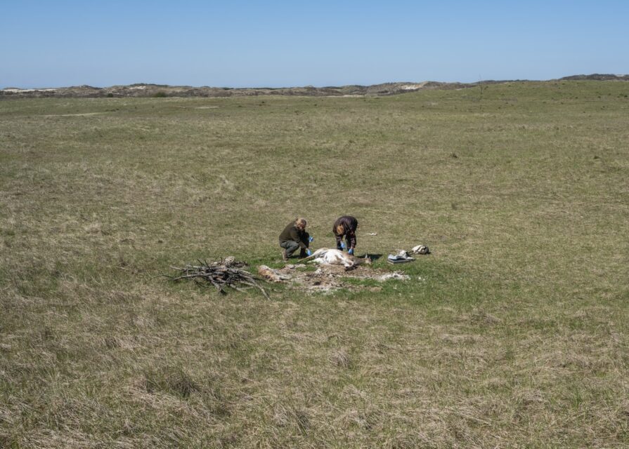 80-year-old volunteer and ranger collect insects on carcasses of fallow deer. Project fostering the return of cadaver fauna. Burgh Haamstede (NL), 2023