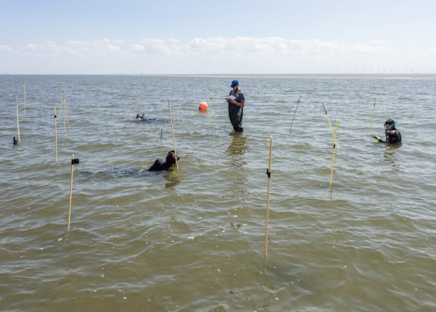 To restore biodiversity, lost seagrass is replanted. The growth is periodically measured underwater. Wadden Sea (NL), 2023