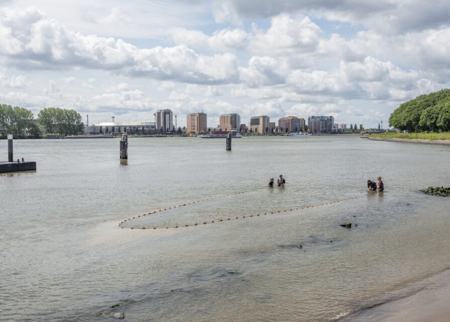 Measurement of the effect of salt water inflow on the fish population after opening the Haringvliet locks. Nieuwe Maas, Rotterdam (NL), 2023