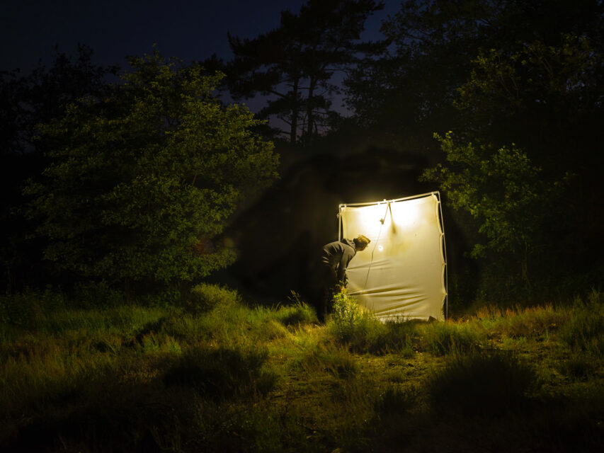 Traditional way of monitoring moths with a sheet and lamp by an employee of the Vlinderstichting. Hatertse Vennen, Wijchen (NL), 2019 