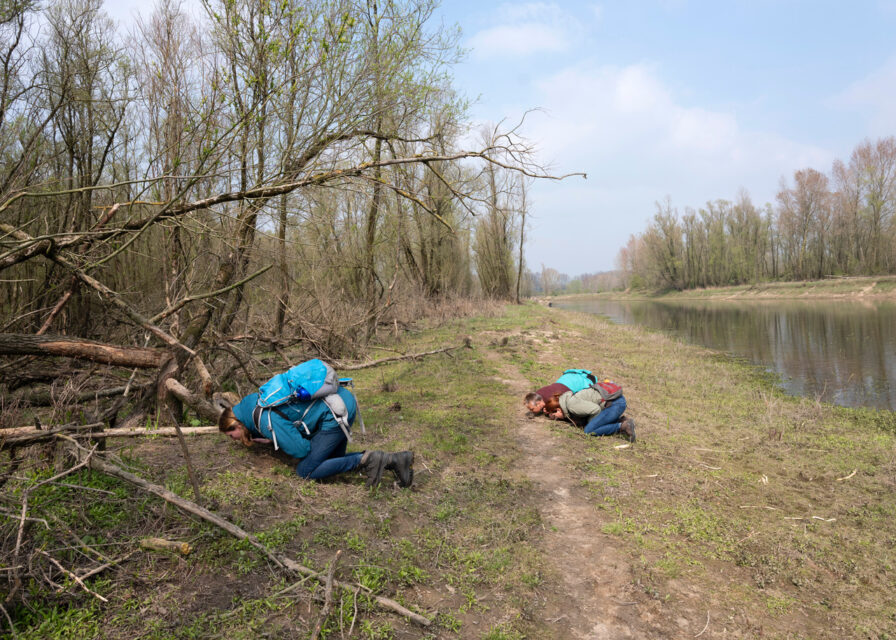 Monitoring of beavers by trained volunteers. The presence of different mammals can be perceived by smell. Millingerwaard (NL), 2019